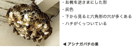 �A�V�i�K�o�`�摜